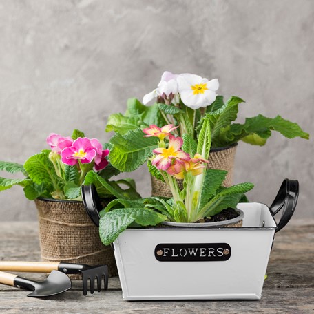 Home & Garden