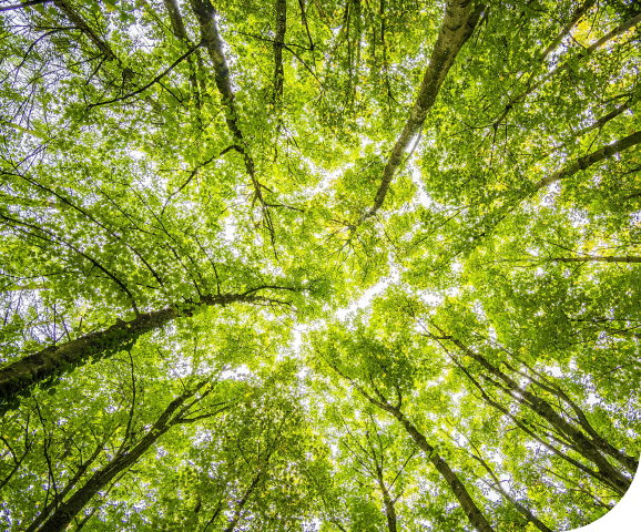 driving-sustainability-through-responsibility-and-innovation